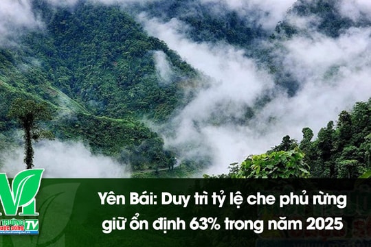 [VIDEO] Yên Bái: Duy trì tỷ lệ che phủ rừng giữ ổn định 63% trong năm 2025