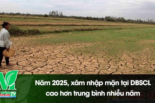 [VIDEO] Năm 2025, xâm nhập mặn tại đồng bằng sông Cửu Long cao hơn trung bình nhiều năm