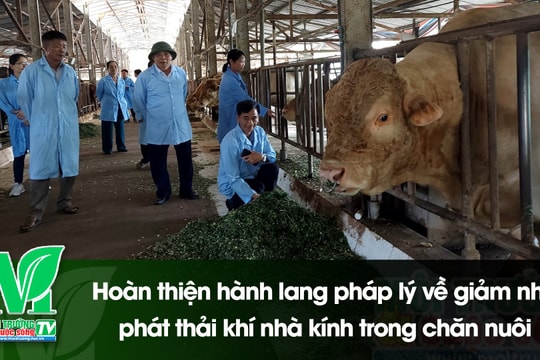 [VIDEO] Hoàn thiện hành lang pháp lý về giảm nhẹ phát thải khí nhà kính trong chăn nuôi