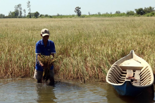 Cảnh báo: Xâm nhập mặn ở Đồng bằng sông Cửu Long có xu thế biến động khó lường