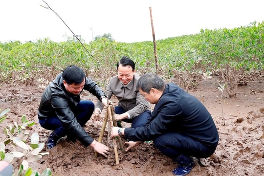 Bộ TN&MT phát động Tết trồng cây tại rừng ngập mặn của tỉnh Thái Bình