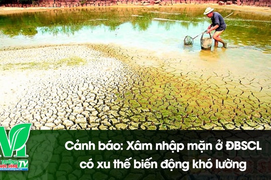 [VIDEO] Cảnh báo: Xâm nhập mặn ở Đồng bằng sông Cửu Long có xu thế biến động khó lường