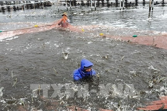 Bến Tre phát triển gần 4.000 ha nuôi tôm công nghệ cao