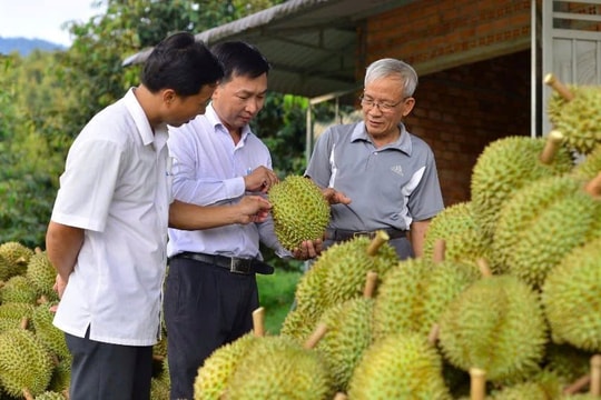 Lâm Đồng: Tăng cường quản lý chất lượng sầu riêng xuất khẩu