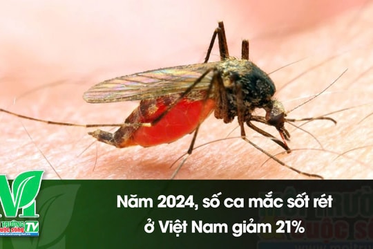 [VIDEO] Năm 2024, số ca mắc sốt rét ở Việt Nam giảm 21%