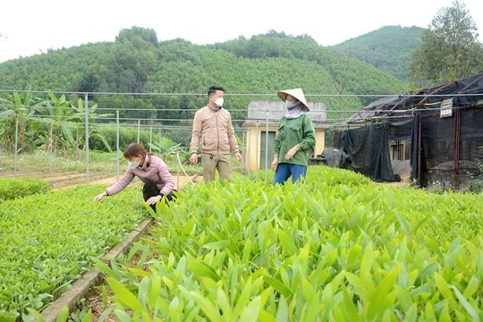 Tuyên Quang phấn đấu trồng mới trên 10.000 ha rừng trong năm 2025