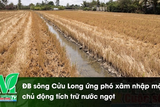 [VIDEO] Đồng bằng sông Cửu Long ứng phó xâm nhập mặn, chủ động tích trữ nước ngọt