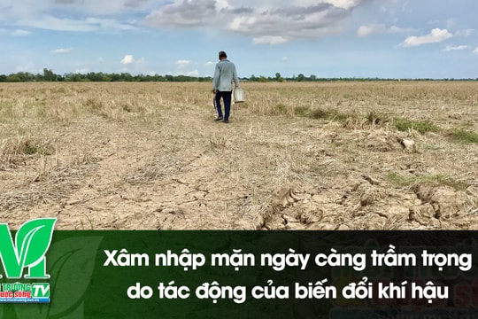 [VIDEO] Xâm nhập mặn ngày càng trầm trọng do tác động của biến đổi khí hậu