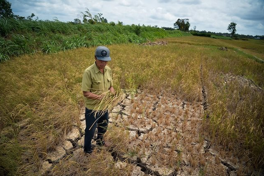 Dự báo: Đồng bằng sông Cửu Long sắp hứng chịu đợt xâm nhập mặn nặng nhất