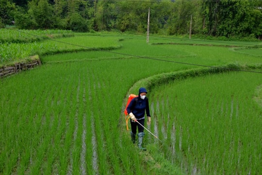 Siết chặt phòng, chống sinh vật gây hại cây trồng trước nguy cơ bùng phát