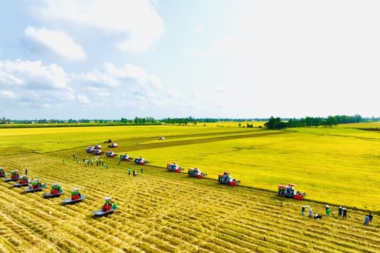 Thủ tướng chỉ đạo đảm bảo cân đối cung cầu lúa gạo trước biến động thị trường