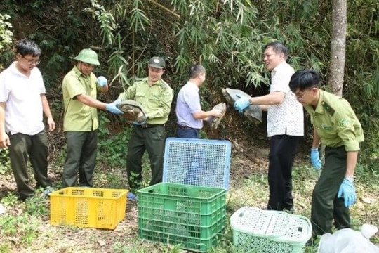 42 cá thể động vật hoang dã quý hiếm được thả về Vườn quốc gia Chư Yang Sin