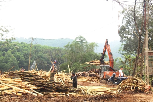 Thanh Hóa xử lý dứt điểm vi phạm tại các cơ sở thu mua, chế biến gỗ rừng trồng tự phát