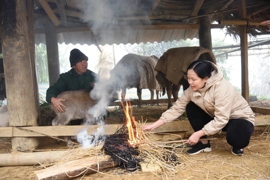 Bộ Nông nghiệp và Môi trường yêu cầu tăng cường ứng phó với rét đậm, gió mạnh trên biển