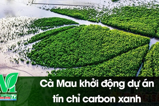 [VIDEO] Cà Mau khởi động dự án tín chỉ carbon xanh