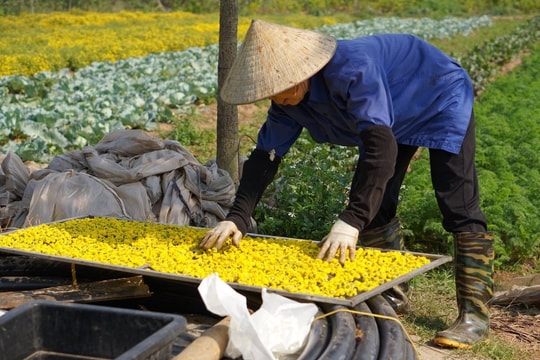 Hà Nội: Khởi sắc từ những mô hình nông nghiệp sạch, nông nghiệp thông minh