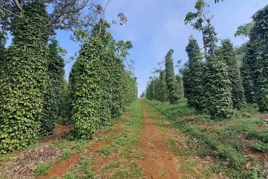 Đắk Nông: Định hướng cho nông dân phát triển sản xuất nông nghiệp hữu cơ