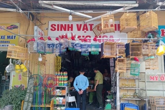 Huế tăng cường xử lý vi phạm mua bán chim hoang dã, bảo vệ đa dạng sinh học