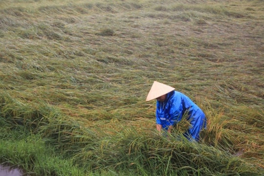 Quảng Bình: Hơn 1.600 ha lúa và hoa màu bị đổ ngã, ngập úng sau mưa lớn