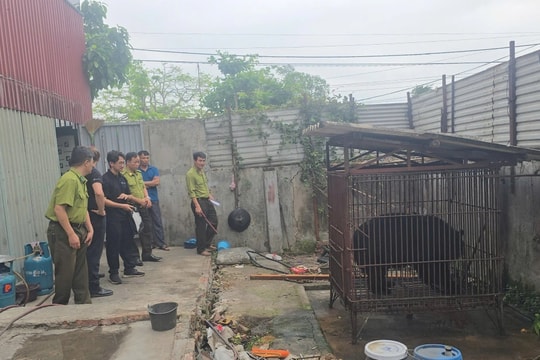 Thêm một cá thể gấu ngựa được cứu hộ ở Hải Phòng