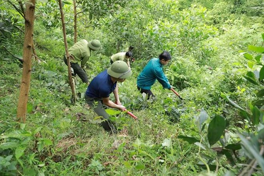 Phú Thọ: Toàn tỉnh trồng được hơn 4.200ha rừng tập trung từ đầu năm