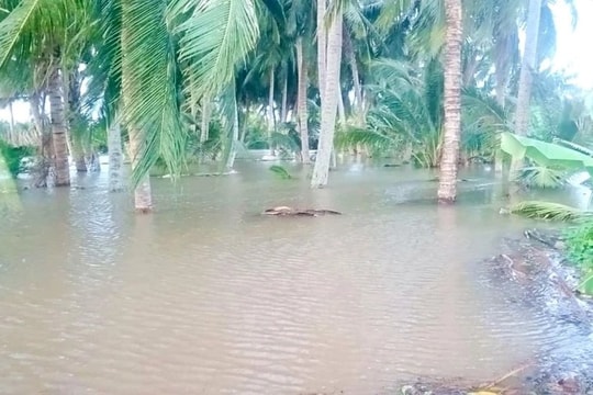 Trà Vinh ứng phó khẩn cấp với sự cố sạt lở nghiêm trọng tại đê bao Cồn Hô