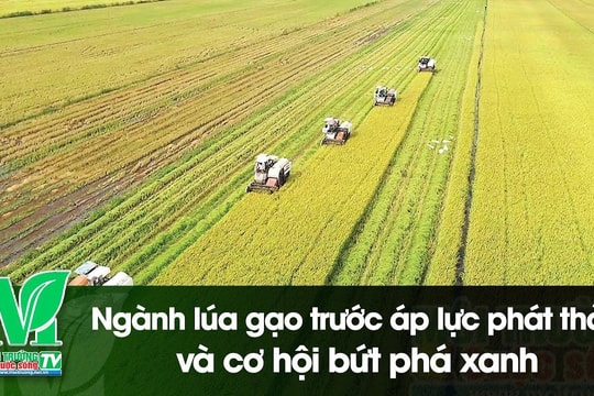 [VIDEO] Ngành lúa gạo trước áp lực phát thải và cơ hội bứt phá xanh