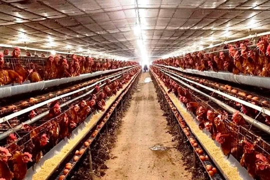 Ngành gia cầm Việt Nam cần xây dựng bộ máy quản lý xuyên suốt từ Trung ương đến địa phương