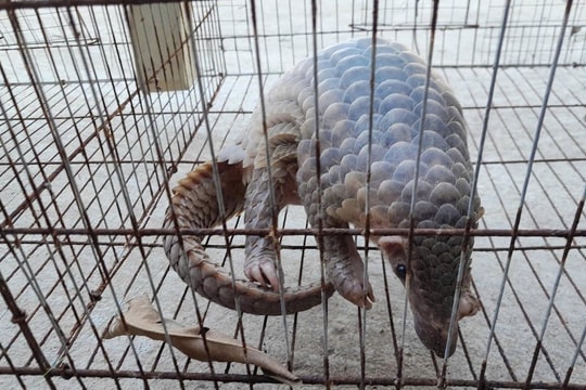 TP. Huế: Người dân tự nguyện giao nộp tê tê quý hiếm cho kiểm lâm