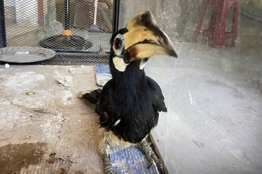 Người dân Đà Nẵng bàn giao chim Cao cát bụng trắng quý hiếm cho kiểm lâm