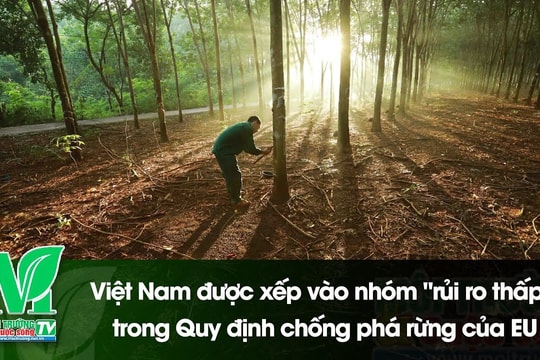 [VIDEO] Việt Nam được xếp vào nhóm "rủi ro thấp" trong Quy định chống phá rừng của EU