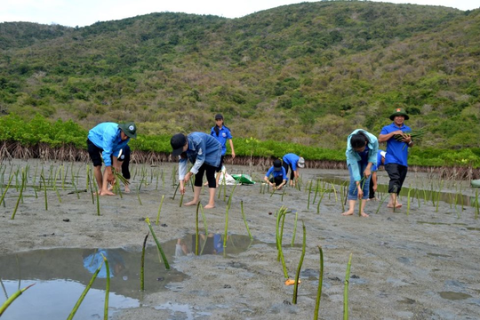 Khánh Hòa: Trồng 1.200 cây đước phục hồi rừng ngập mặn ở vịnh Nha Trang