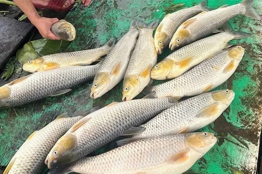 Hàng tấn cá bè chết bất thường trên sông Đồng Nai