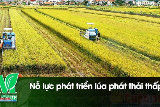 [VIDEO] Nỗ lực phát triển lúa phát thải thấp
