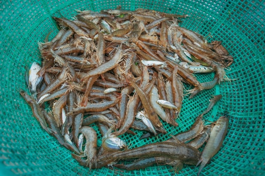 Nguy cơ vi nhựa xâm nhập vào thủy hải sản