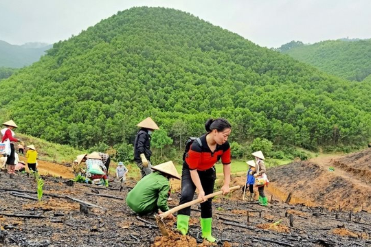 Hòa Bình: Toàn tỉnh trồng hơn 5.000 ha rừng tập trung trong 5 tháng đầu năm