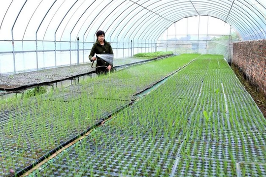 Hà Nội công bố 28 thủ tục hành chính trong lĩnh vực nông nghiệp và môi trường