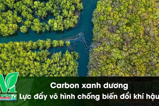 [VIDEO] Carbon xanh dương – Lực đẩy vô hình chống biến đổi khí hậu