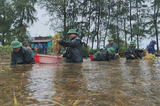 Hỗ trợ khẩn cấp 130 tấn giống lúa cho người dân Quảng Trị khắc phục hậu quả bão số 1