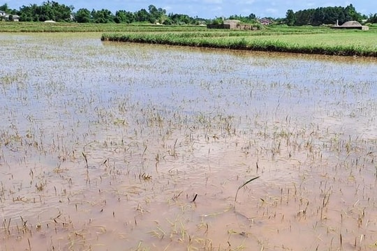 Bắc Trung Bộ còn 24.700 ha nông nghiệp bị ngập úng sau bão số 1