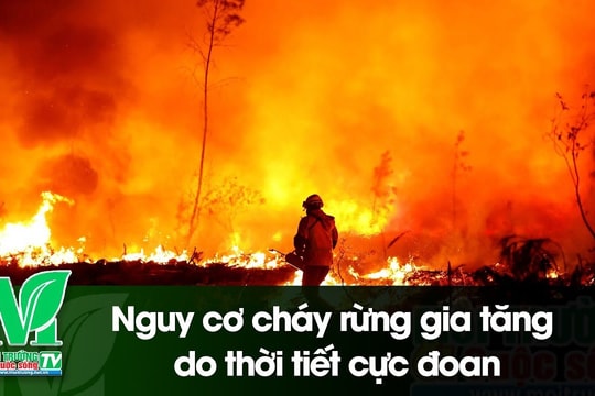 [VIDEO] Nguy cơ cháy rừng gia tăng do thời tiết cực đoan