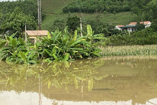 Gần 700 ha lúa, hoa màu ở miền Bắc bị ngập úng do mưa lớn