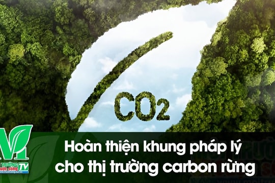 [VIDEO] Hoàn thiện khung pháp lý cho thị trường các bon rừng