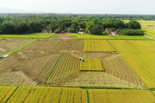 Kéo dài thời hạn miễn thuế sử dụng đất nông nghiệp đến hết năm 2030