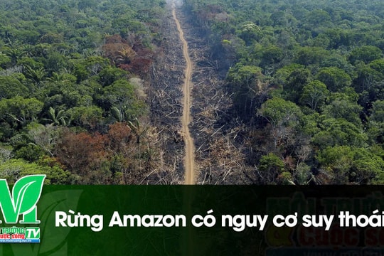 [VIDEO] Rừng Amazon có nguy cơ suy thoái