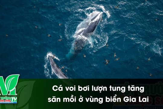 [VIDEO] Cá voi bơi lượn tung tăng săn mồi ở vùng biển Gia Lai