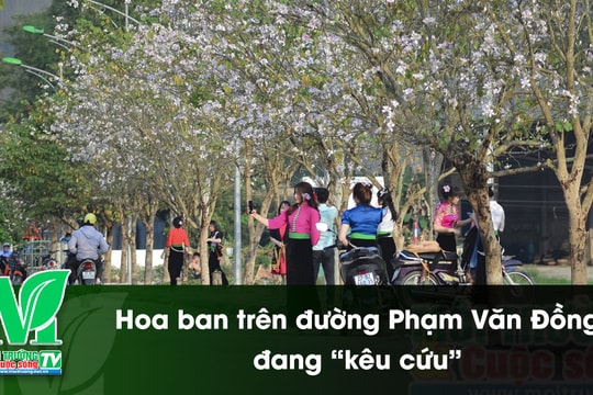 [VIDEO] Hoa ban trên đường Phạm Văn Đồng đang “kêu cứu”