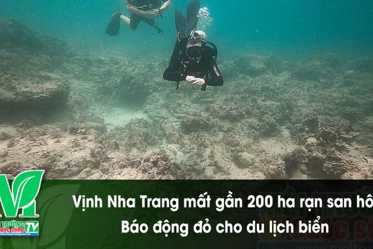 [VIDEO] Vịnh Nha Trang mất gần 200 ha rạn san hô: Báo động đỏ cho du lịch biển
