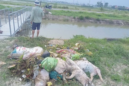 Thanh Hóa: Giám đốc Sở Nông nghiệp và Môi trường kiểm tra tình trạng xác động vật vứt trôi nổi trên kênh
