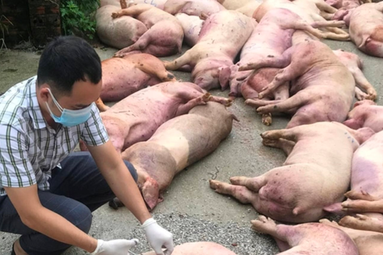 Nấu chín thịt lợn trước khi ăn để tránh nguy cơ nhiễm bệnh